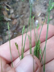 Carex leptalea harperi