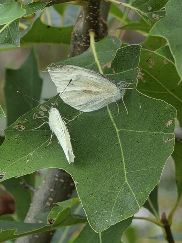 Small White