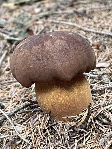 Bay Bolete