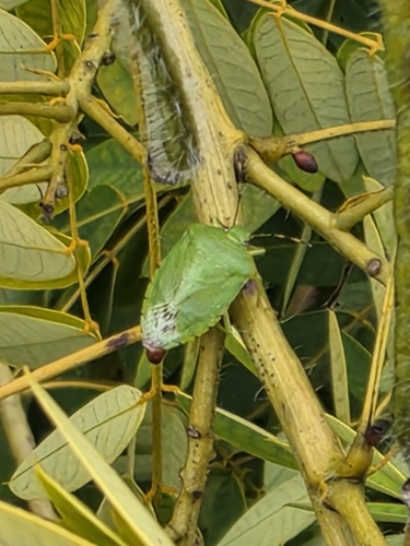 Green Stink Bug