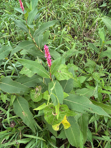 water smartweed