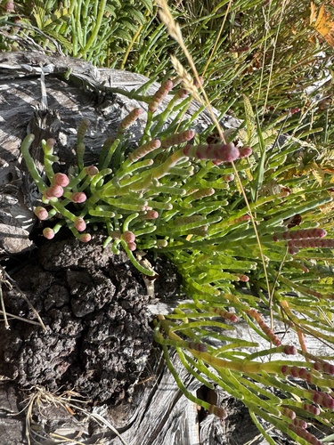 Salicornia pacifica