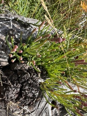 Salicornia pacifica