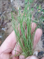 Carex leptalea harperi