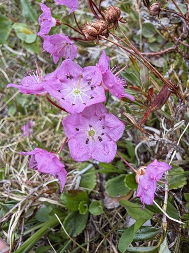 Kalmia microphylla