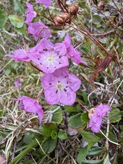 Kalmia microphylla