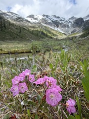 Kalmia microphylla, photograph (c) Matt Berger, some rights reserved (CC BY)