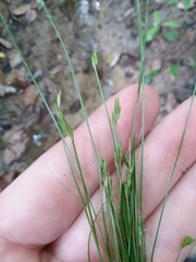 Carex leptalea harperi