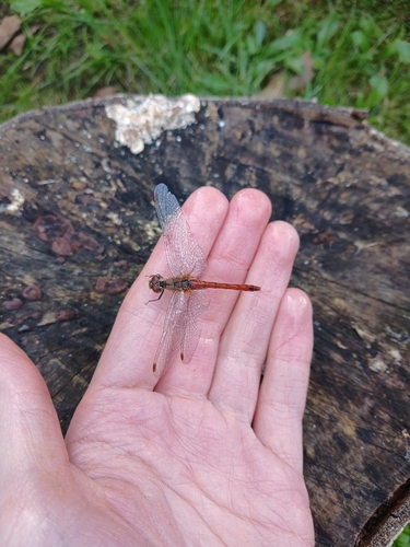 Ruddy Darter