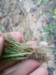 Carex leptalea harperi