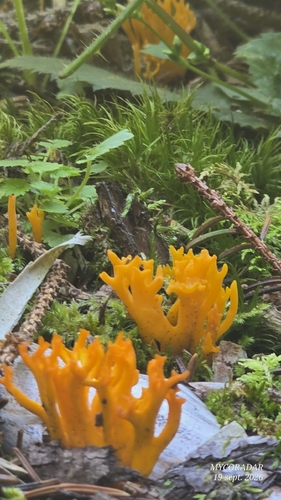 Jelly-antler