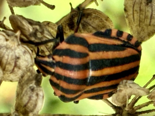 Continental Striped Shield Bug