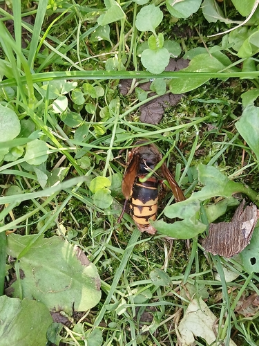 European Hornet