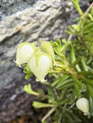 Phyllodoce glanduliflora, photograph (c) Matt Berger, some rights reserved (CC BY)