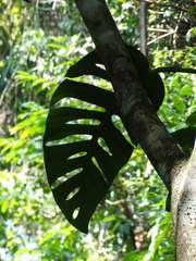 Monstera acuminata