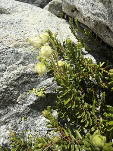 Phyllodoce glanduliflora