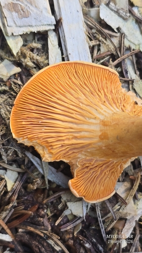 False Chanterelle