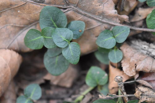 partridgeberry