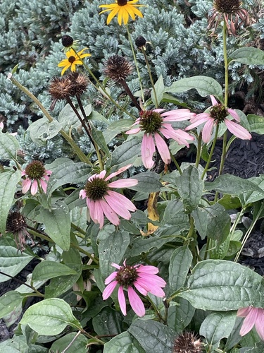 purple coneflower
