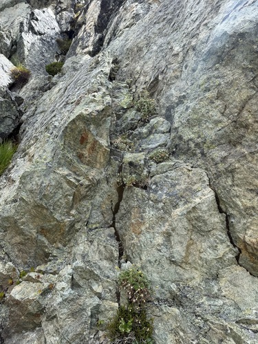 Potentilla villosa, photograph 2