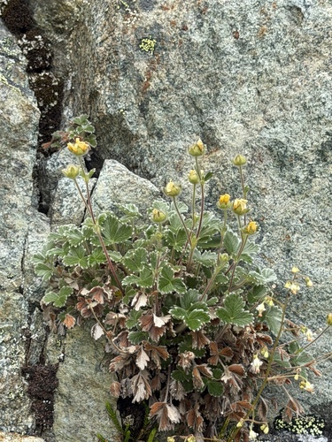 Potentilla villosa