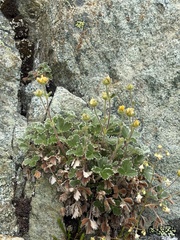 Potentilla villosa