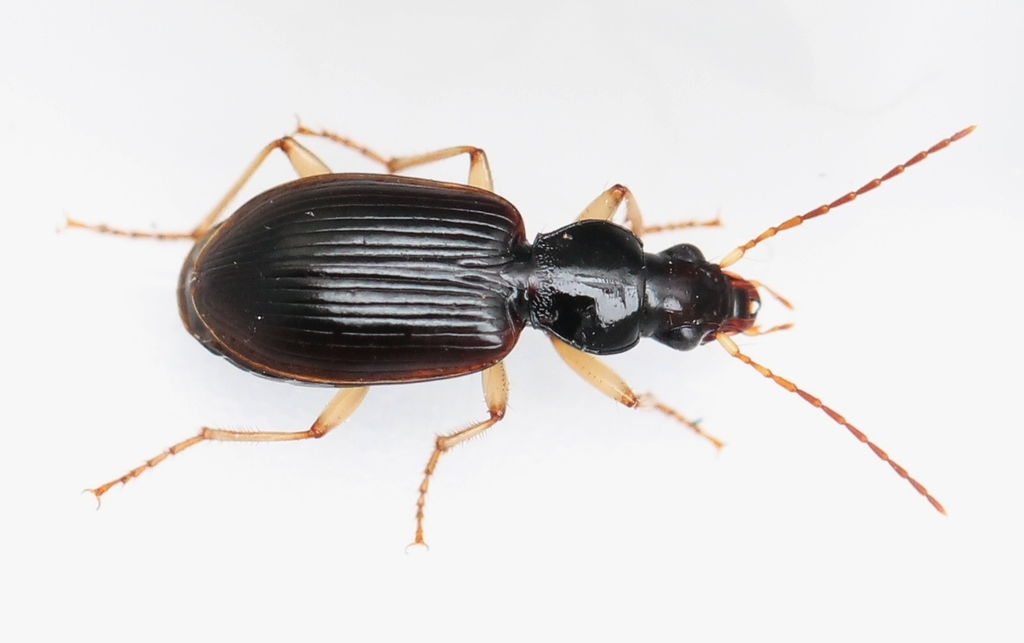 Bupreste noir à pattes jaunes (carabidae france) · iNaturalist