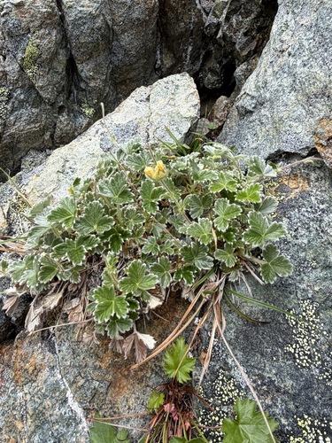 Potentilla villosa, photograph 3