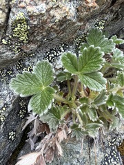 Potentilla villosa, photograph (c) Matt Berger, some rights reserved (CC BY)