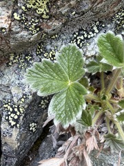 Potentilla villosa, photograph (c) Matt Berger, some rights reserved (CC BY)