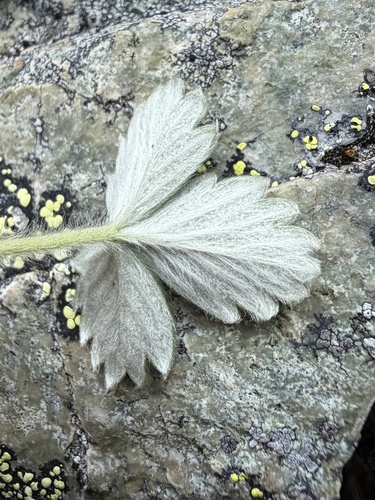 Potentilla villosa, photograph 6