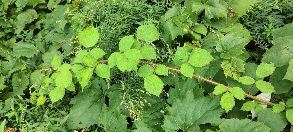 Rubus phoenicolasius; photograph author not stated, no rights reserved