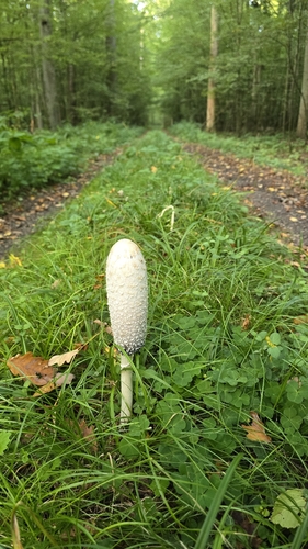 Shaggy Mane