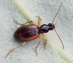 Oxypselaphus obscurus