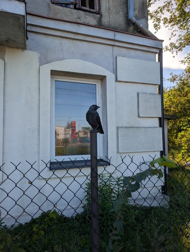 Eurasian Jackdaw