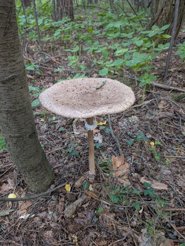 Parasol