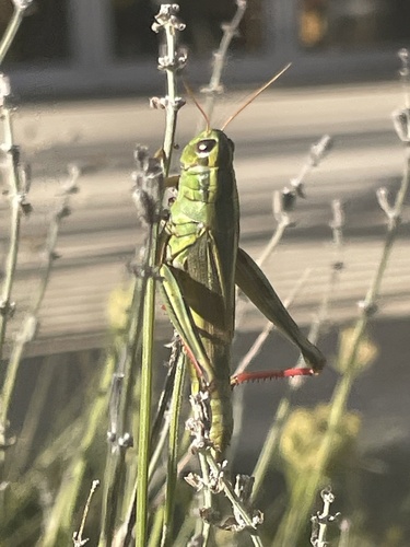 Two-striped Grasshopper
