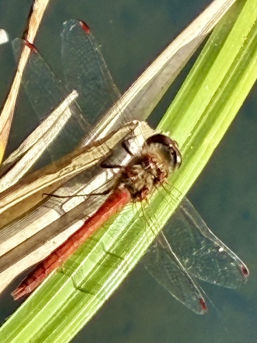 Common Darter