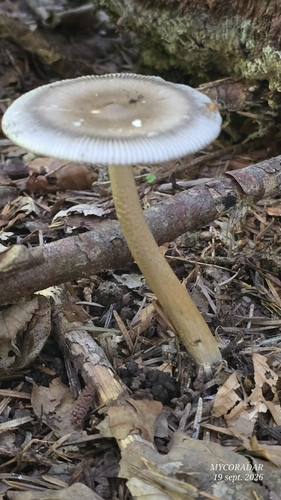 Umber-zoned Ringless Amanita