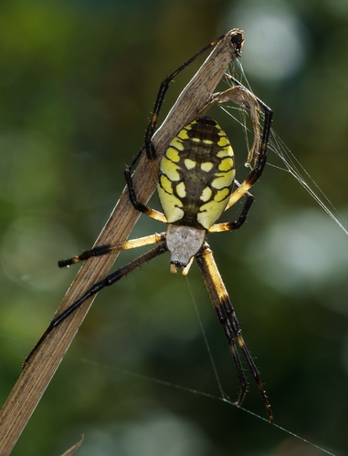 Yellow Garden Spider
