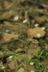Stellaria longifolia