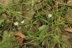 Stellaria longifolia