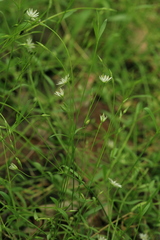 Stellaria longifolia