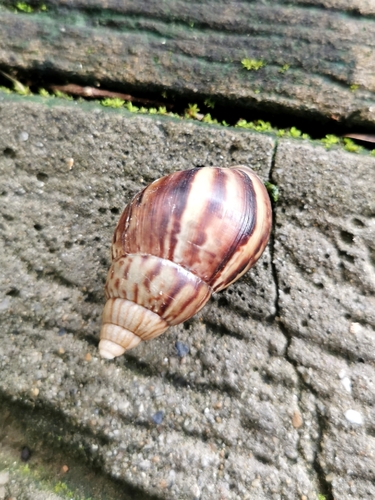 African Giant Snail