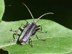Cantharis paradoxa