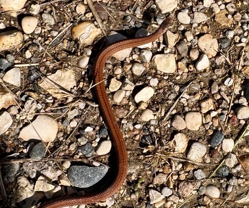 Red-bellied Snake