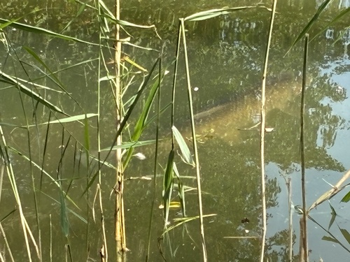 Grass Carp