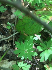 Anemonoides ranunculoides