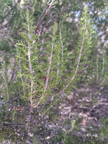 Tree heath