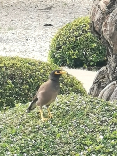 Common Myna